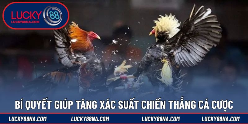Bí quyết giúp tăng xác suất chiến thắng cá cược