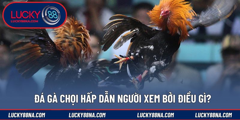 Đá gà chọi hấp dẫn người xem bởi điều gì?