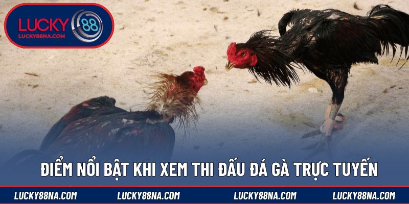 Điểm nổi bật khi xem thi đấu đá gà trực tuyến